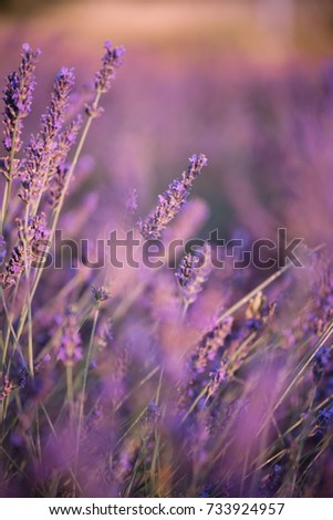 Similar – Image, Stock Photo wild lavenders in the field, a sunny day