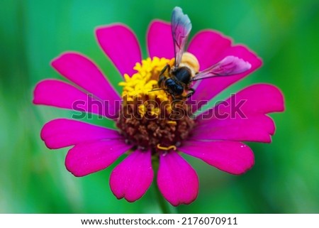 Bees cling to dark pink marigolds with yellow stamens.