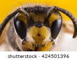Bees close up face shot. Stack image.