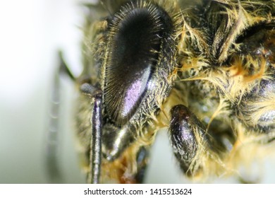Bee Eye Close Up Images Stock Photos Vectors Shutterstock