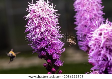Bees collect honey from the purple Liatris spicata flower. Macro