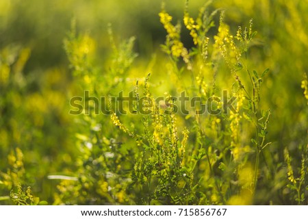 Bees Collect Pollen Nectar Wild Plants Stock Photo Edit Now - 