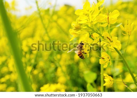 Bees collecting nectar in a yellow rape field