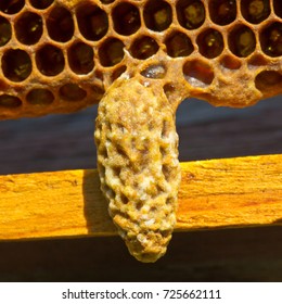 Bees Create Cocoon And Take Care Of Future Queen Bee