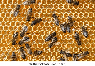 Bees create wax honeycombs and convert nectar into honey.