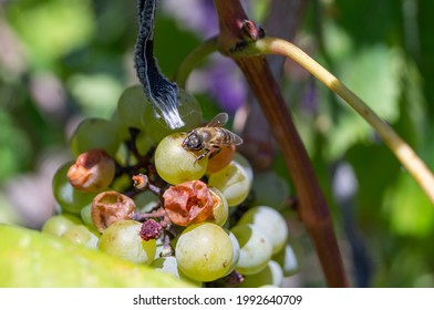 bees drink grape juice on grape bunches on a summer day