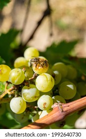 bees drink grape juice on grape bunches on a summer day