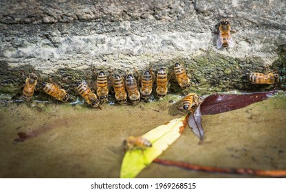 Bees at a drinking spot