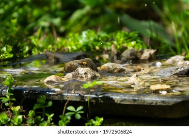 Bees Drinking Water On Small Rock Garden