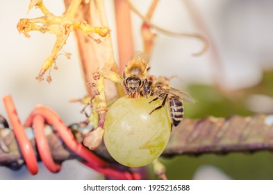 Bees eat ripe green grapes in the garden outdoor.