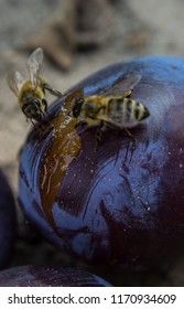 Bees Eat A Sweet Plum