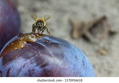 Bees Eat A Sweet Plum