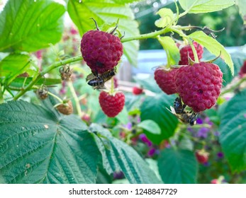 Bees Eating Rasberries