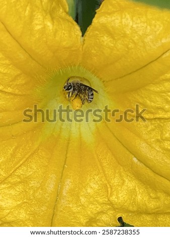 A bee's final resting place