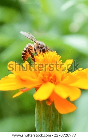 Bees and flowers are always beautify the natural environment. 