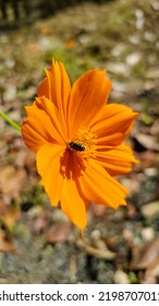 Bees And Flowers Are Mutually Beneficial