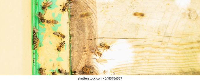 Bees fly into the hive. Apiary beekeeper.