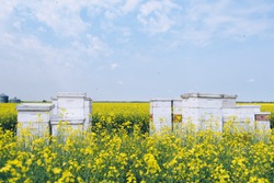 Bees Flying Around Beehives In The Middle Of Idyllic Canola / Rapeseed Field In Summer