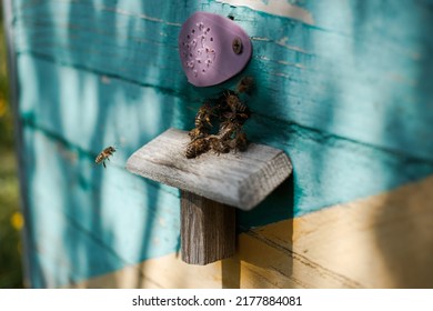 Bees Flying Near The Hive, Macro Shot