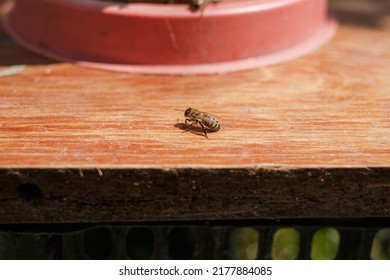 Bees Flying Near The Hive, Macro Shot