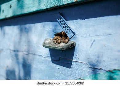 Bees Flying Near The Hive, Macro Shot