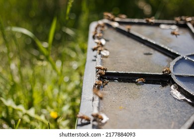 Bees Flying Near The Hive, Macro Shot