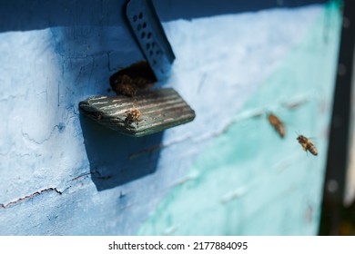 Bees Flying Near The Hive, Macro Shot