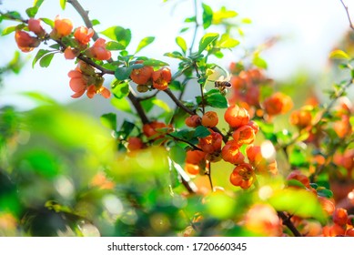 Bees Flying On The Flowers Of Quince