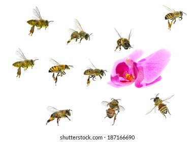 Bees flying to to the orchid flower isolated on a white background