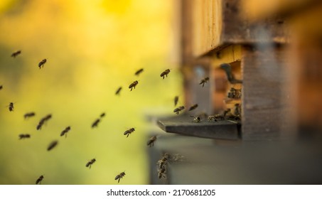 Bees Flying In And Out Bee Hive, Macro Shot