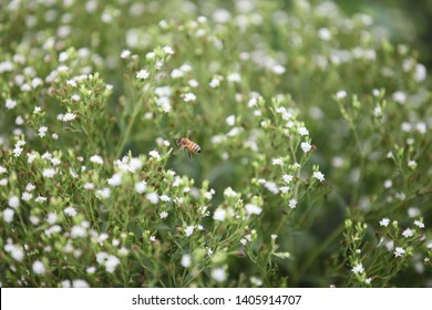 Bees Flying In Stevia Field 