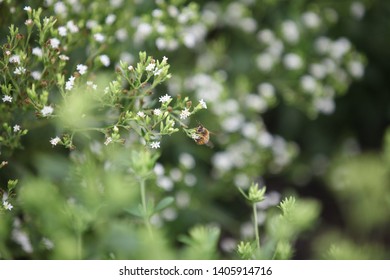 Bees Flying In Stevia Field 
