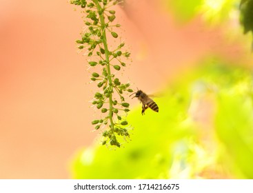 Bees flying in the vineyard