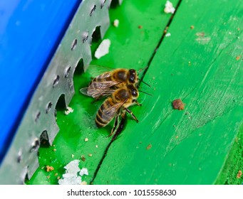 Bees in the front of the beehive, early spring cleaning flight for the bees.