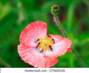 Bees gather nectar from flowers - Powered by Shutterstock