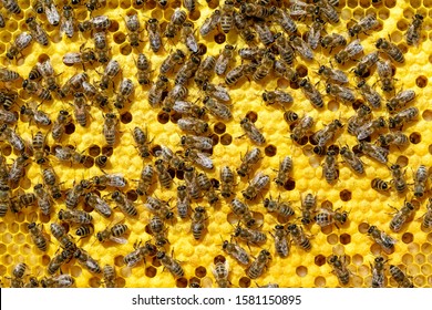 As Bees Grow And Heat A New Generation Of Bees. Apis Mellifera Worker Are In Honey Bee Colony They Foraging Food For Bee Larva. Hardworking Bees On Honeycomb In Apiary.