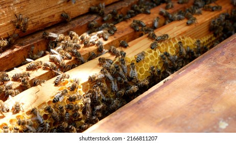 Bees in a hive crawl on wooden frames with honey. Honeycombs are visible. Organic honey production - Powered by Shutterstock