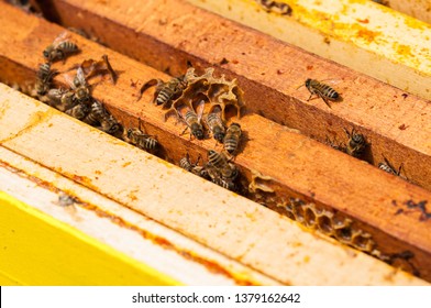 Bees in hive.Insect