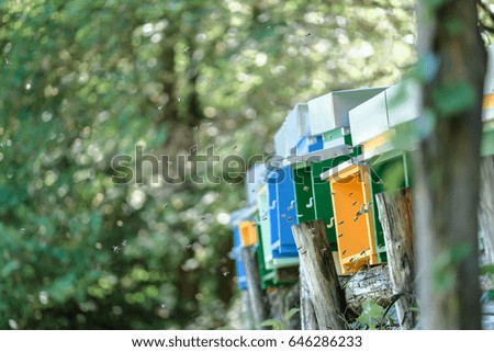 bees and hives