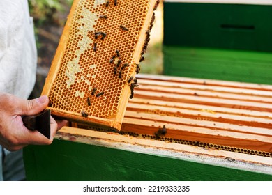 Bees Honey Honeycomb Frame Hands