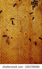 Bees And Honey On Bee Hive Comb, Close Up And Backlit With Sunlight