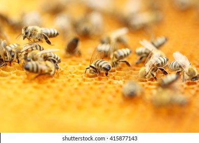 Bees In Honeycomb