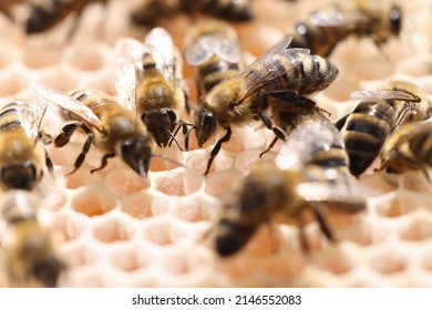 Bees In A Honeycomb Bee Hive Work Together In Middle Of Day. Honey Production And Beekeeping Concept