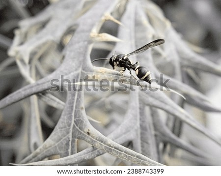 Bees (Hymenoptera) on a black and white background, nopeople