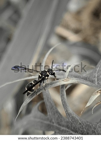 Bees (Hymenoptera) on a black and white background, nopeople