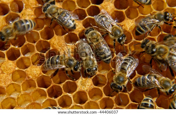 Bees Inside Hive Some Motion Blur Stock Photo 44406037 | Shutterstock