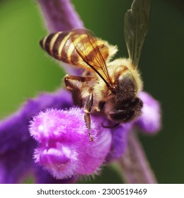 Bees in lavender flowers. A beautiful contrasting color combination between the yellow of the bee and the purple of the lavender. - Powered by Shutterstock