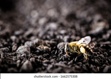 bees lying on the ground, killed by the use of poison or pesticides. Insect at risk of extinction.