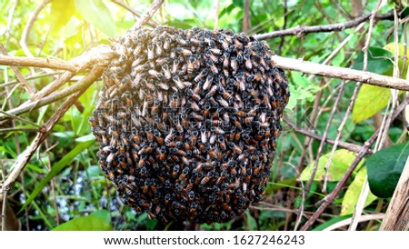 Bees make a nest on a branch.