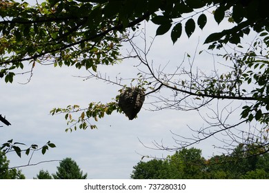 Bees nest